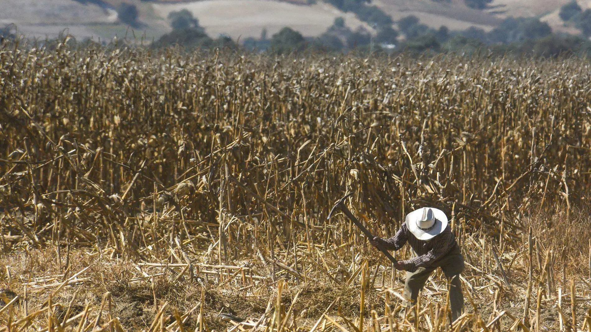 Agricultores / campesinos mexicanos 